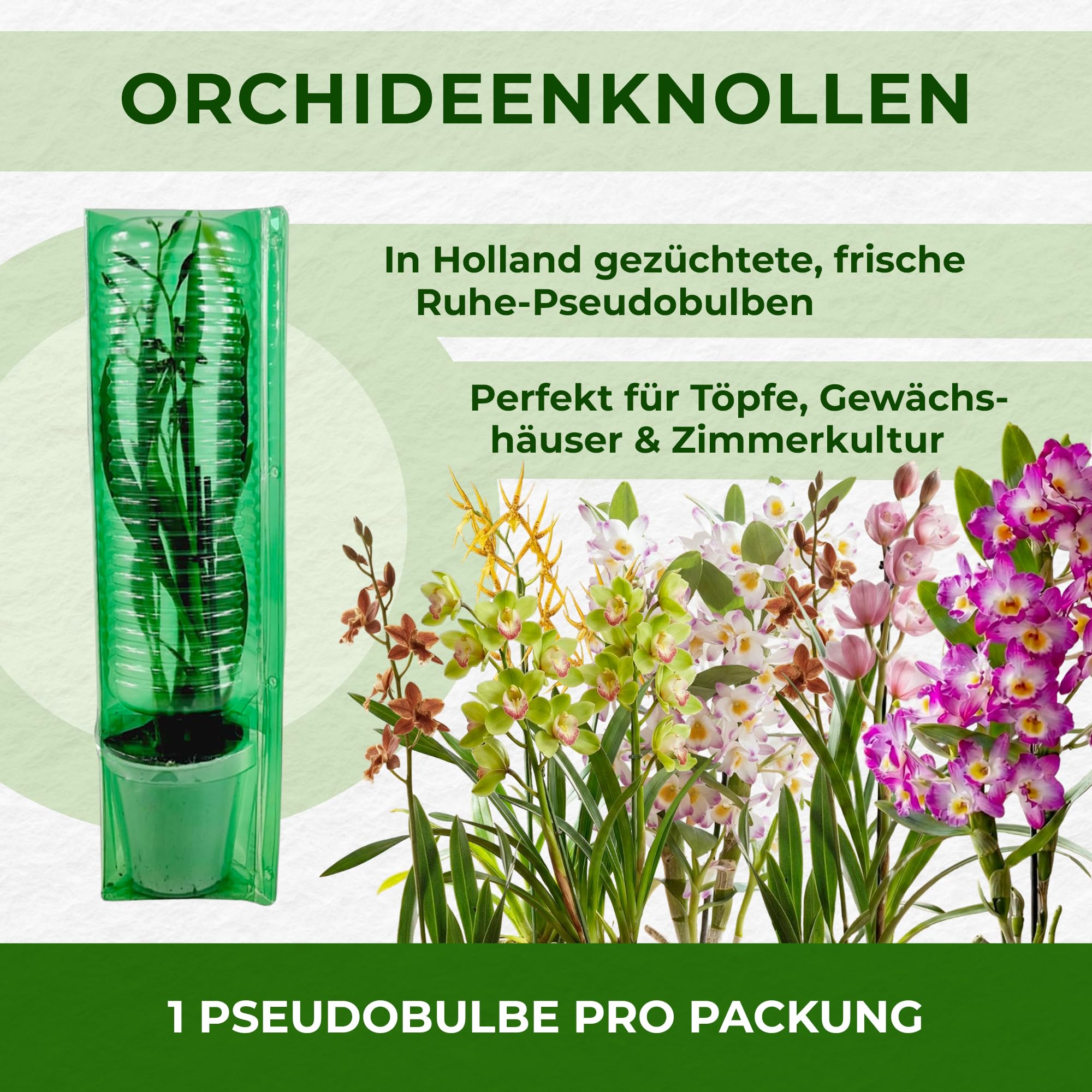 Orchideen Echte Pflanzen Weiße Cymbidium - 1 große Zimmerpflanze aus Holland - 60-70 cm hoch - 14 cm Topf - mit Blüten und duftend (Nicht künstlich, ohne Dünger und Topf, kein Samen, nicht winterhart)