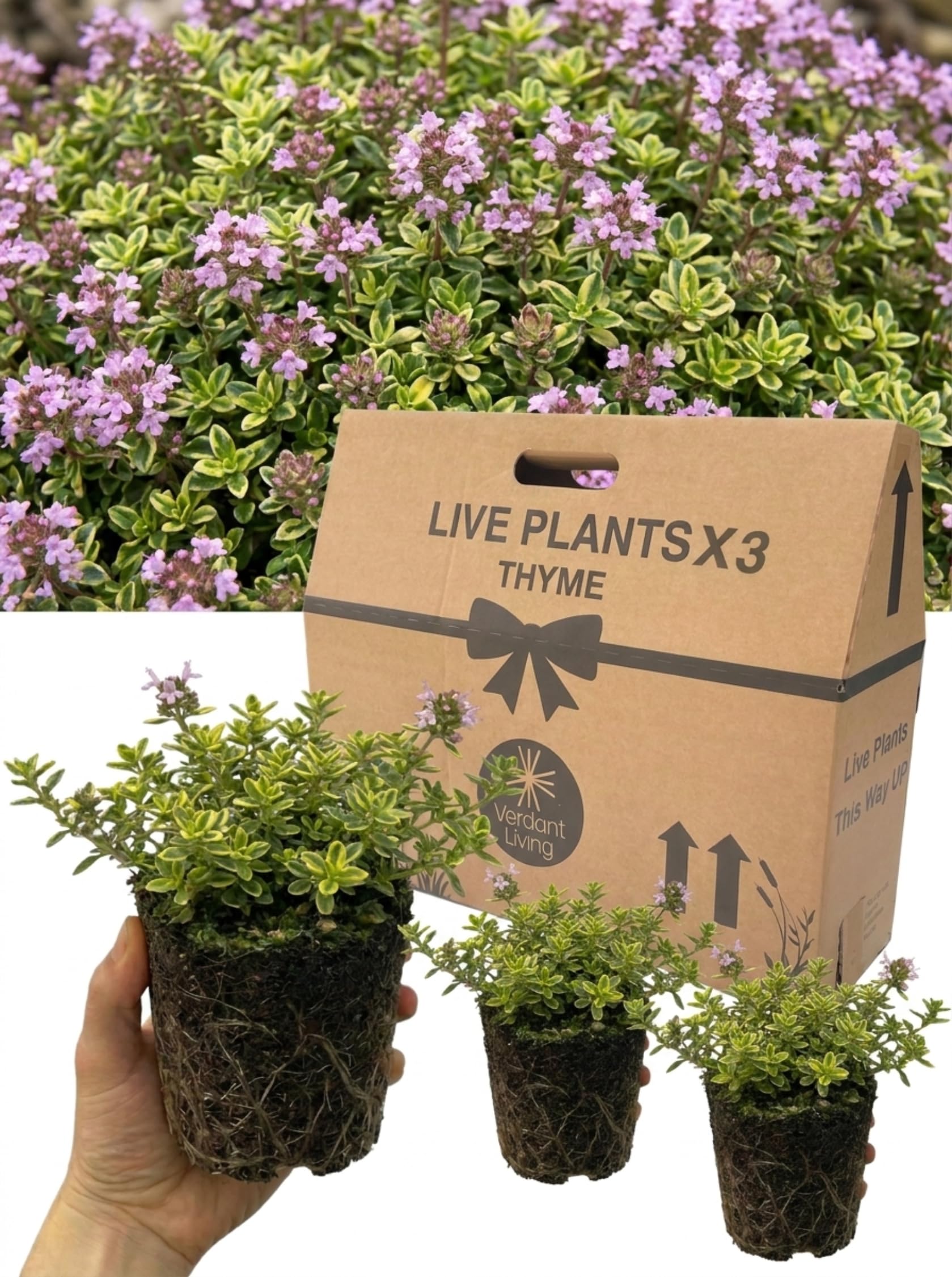 Doone Valley Thyme in 1Ltr Pot x3 – Hardy Perennial Herb Plants for Cooking, Gardens, Patio & Kitchen – Aromatic, Bee Friendly, Evergreen, Low Maintenance, UK Grown
