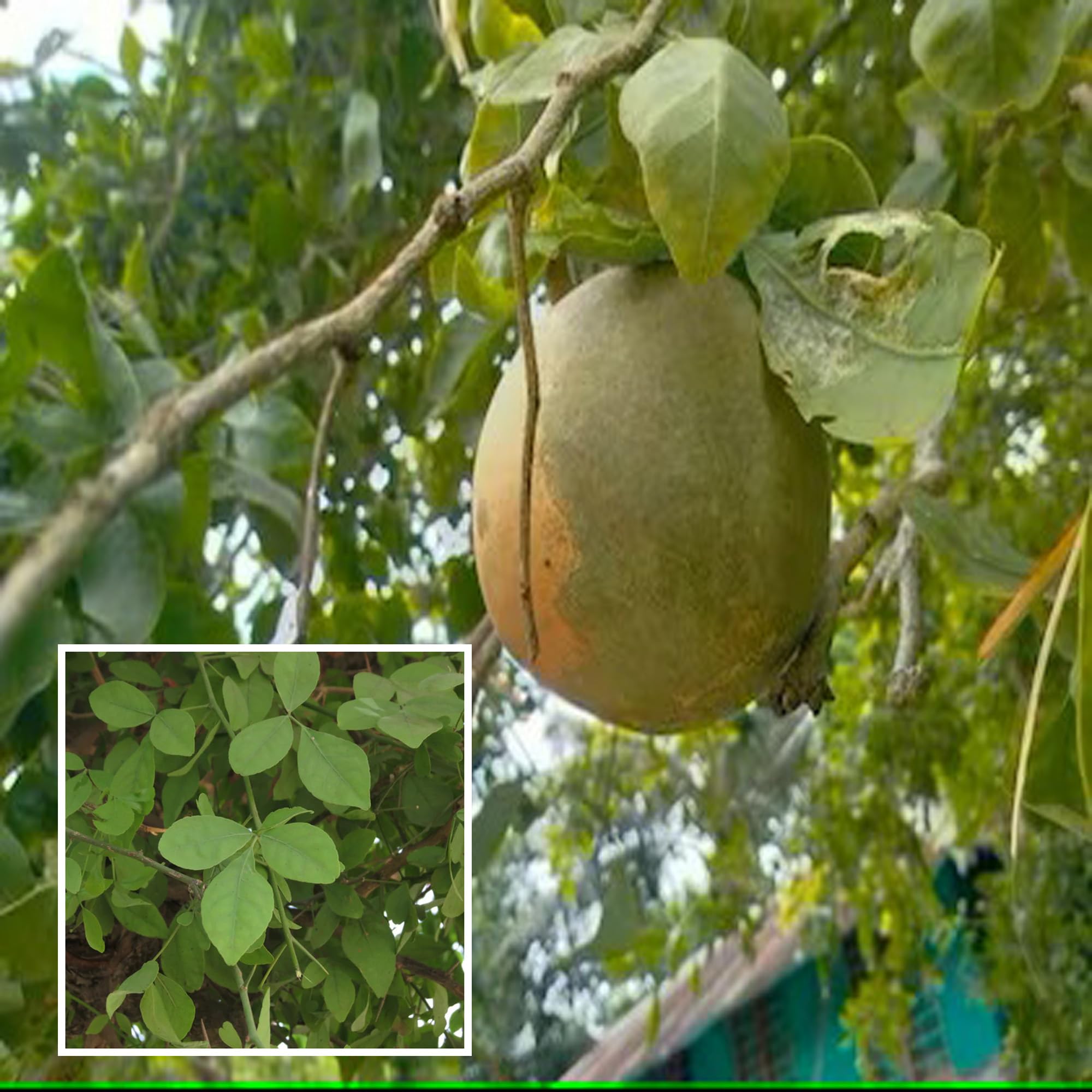 HAPING Seedling Bel Bael Bilva Fruit Live Plant (1.5-2 Feet Height) (B0CV7RMK97) Amazon Price History, Amazon Price Tracker