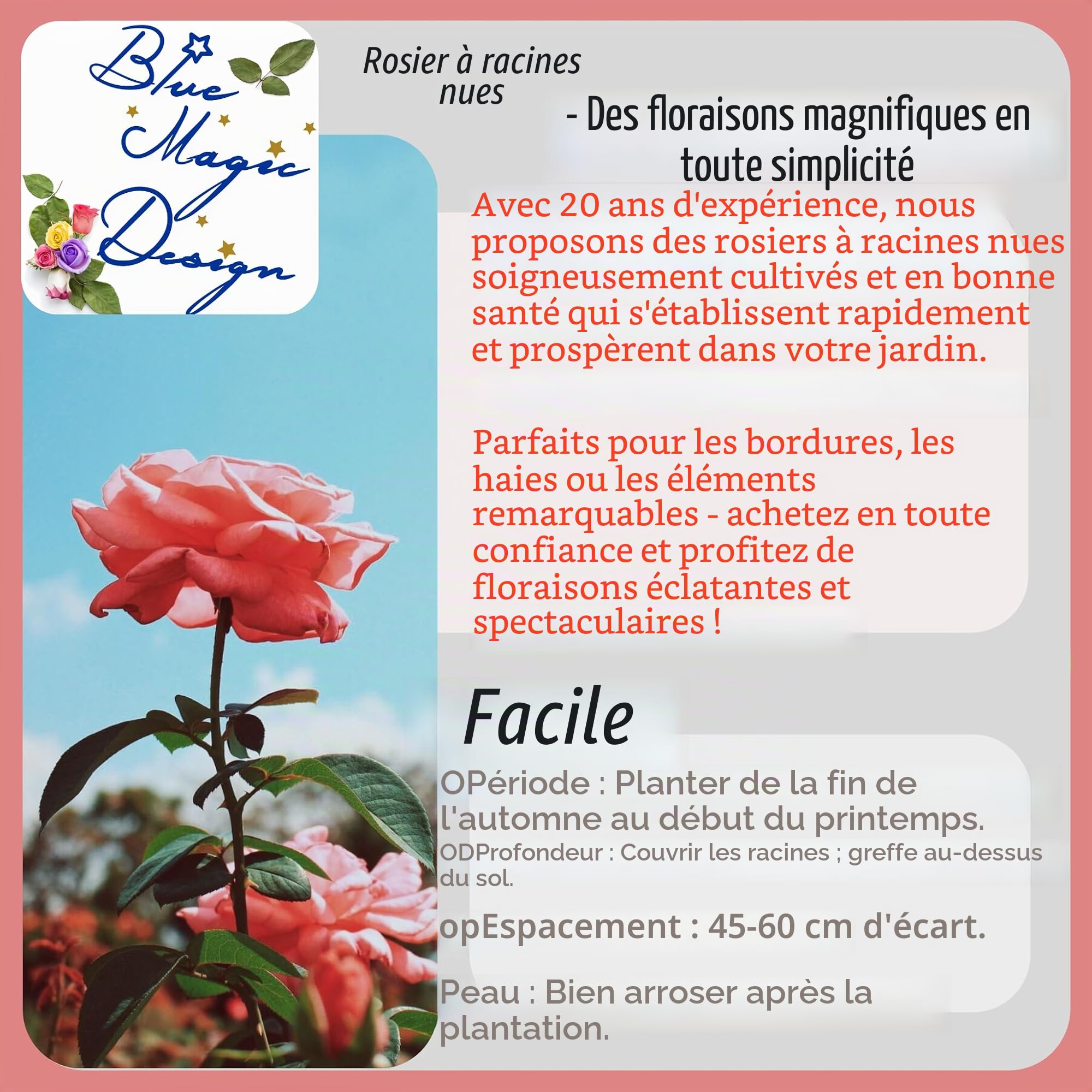 Rosier jaune à racines nues rustiques « Sunshine Lady » - Fleurs parfumées pour haies de jardin, treillis, allées et arbustes à fleurs