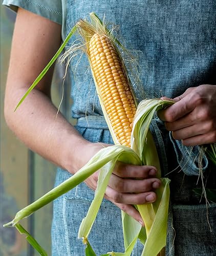 Miniatura 10 de Burpee Ambrosia Sweet Corn Seeds 200 semillas