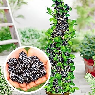 Säulen Brombeeren 'Navaho' dornenlos, 1 Pflanze im topf, Rubus fruticosa, Beerenobst, Brombeerpflanze, Säulenobst, winterhart, Säule für kleine Gärten, Balkone, Terrassen, Obstpflanzen, Gartenpflanzen product image