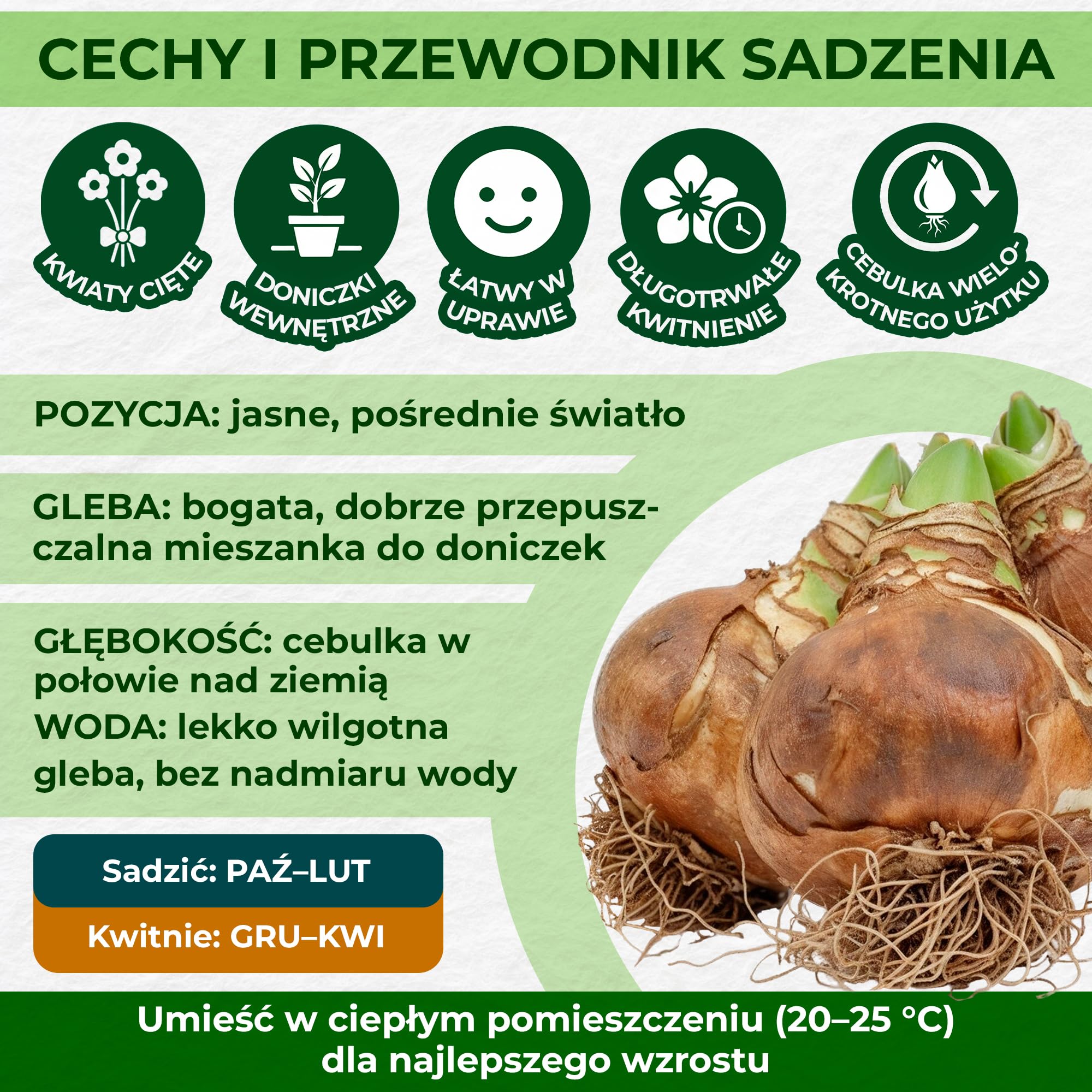 Kolekcja Amaryllis Surprise (10 cebulek) w dużym rozmiarze 26/30, Ekskluzywne rośliny cebulowe i kwiaty z Holandii, Prawdziwe cebulki Hippeastrum (bez nasion, wosku, nie sztuczne)