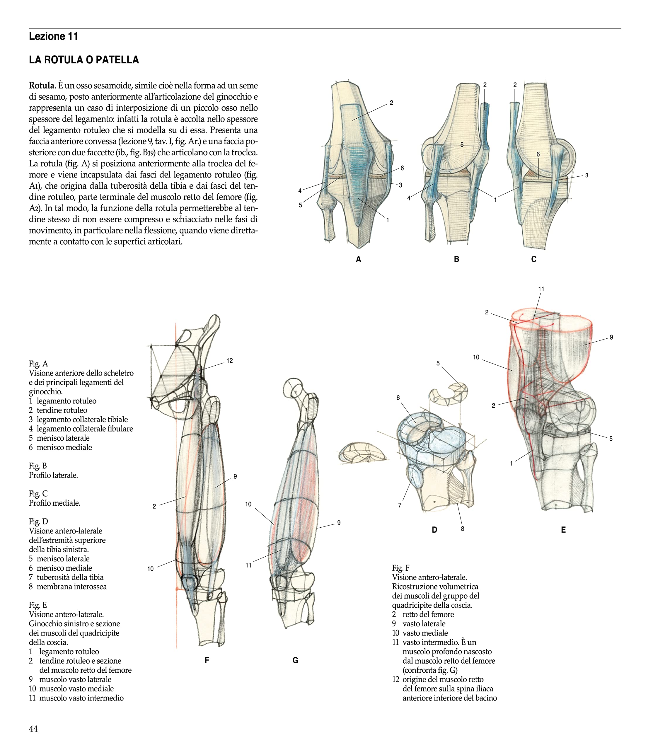 Struttura uomo. Manuale di anatomia artistica