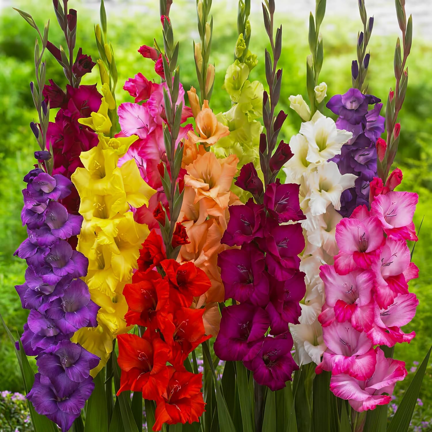 Gladiolos Bulbos Budget Mix - 50 Bulbos de Flores Exterior - Plantas Naturales Exterior de Holanda - No Resistente - Decoracion Jardin, Macetas y Balcón - Sin Semillas, No Artificiales