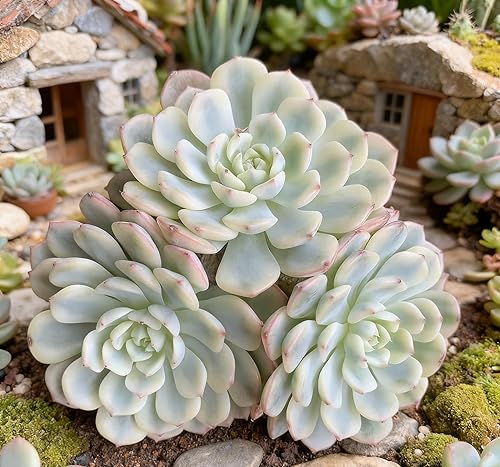 Miniatura 6 de Echeveria Minima - Suculenta viva abigarrada con roseta abigarrada única, hermosa planta de interior para decoración y regalos, planta de