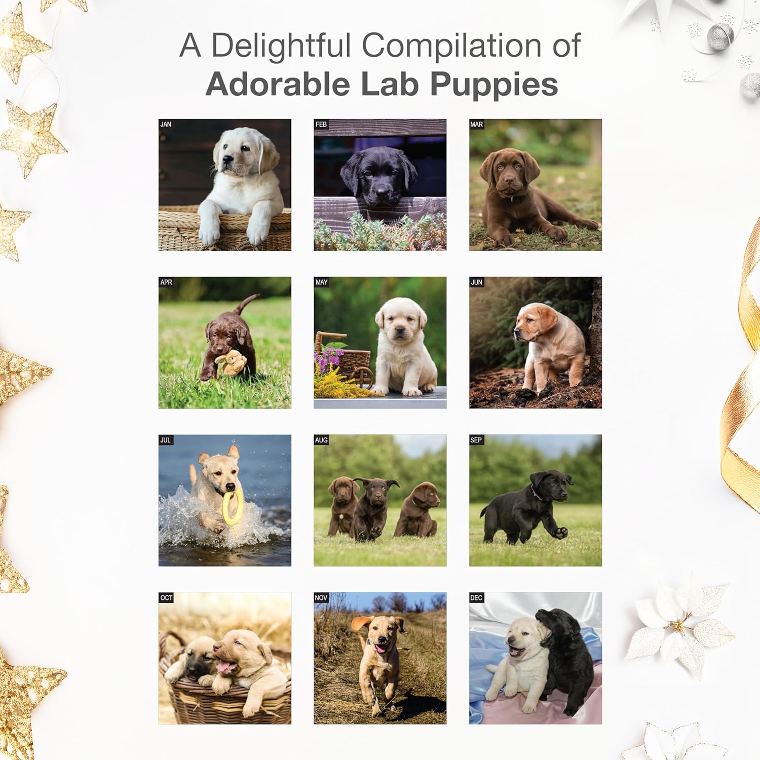 RED EMBER Select - Lab Puppies 2026 Wall Calendar 12 Month | 12" x 24" Open | Thick & Sturdy Paper | Holiday Gift | Cute Labrador Retriever Puppy Dog Calendar 2026 - Image 3