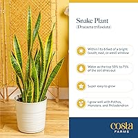 Vista 6 de Costa Farms - Planta de la serpiente viva de interior de fácil cuidado en maceta de jardín, elección del cultivador, mezcla de tierra, regalo