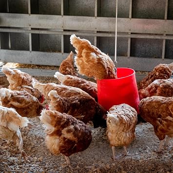Copdock Mill Whole Maize Chicken Feed, 20kg - Premium Quality Yellow Maize - 100% Natural High In Fat and Rich In Energy Complementary Feed - Suitable for Poultry, Doves, Pigeons, Water and Game Birds