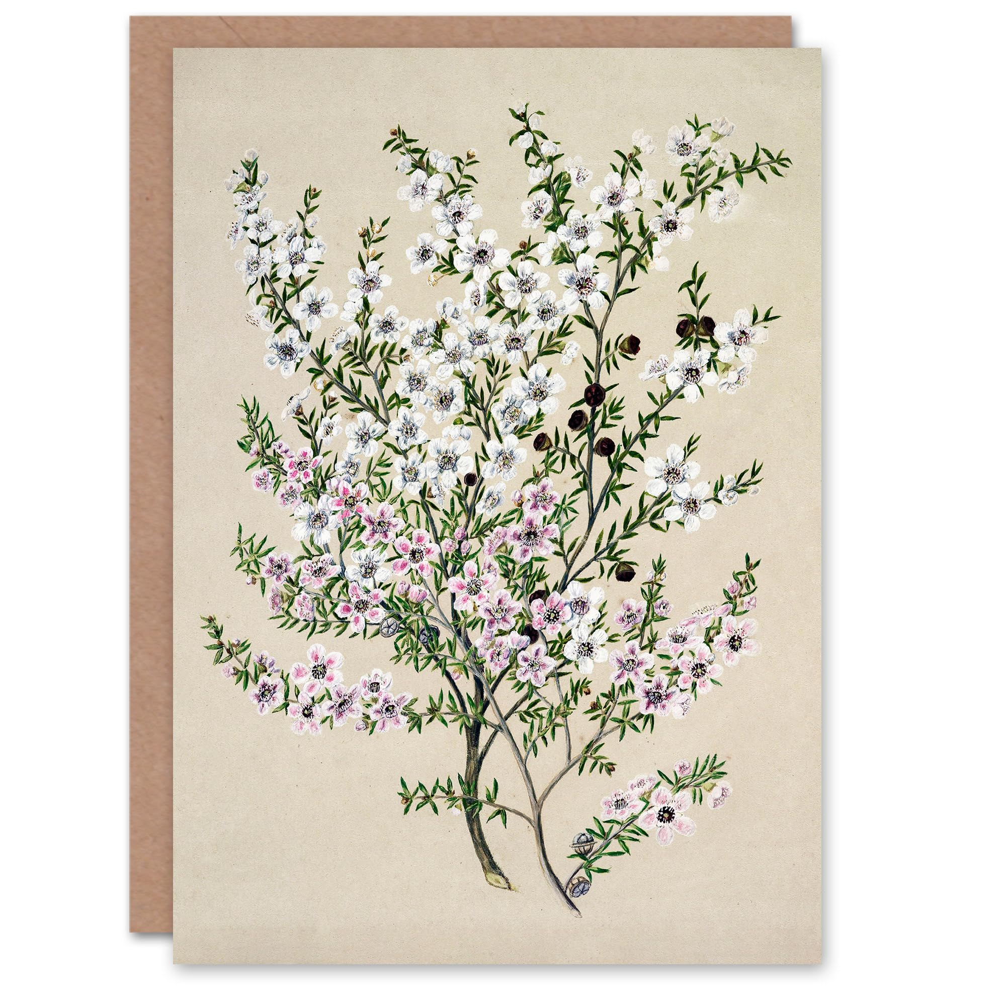 Artery8 Sarah Featon Art Card New Zealand Manuka Flowering Plant