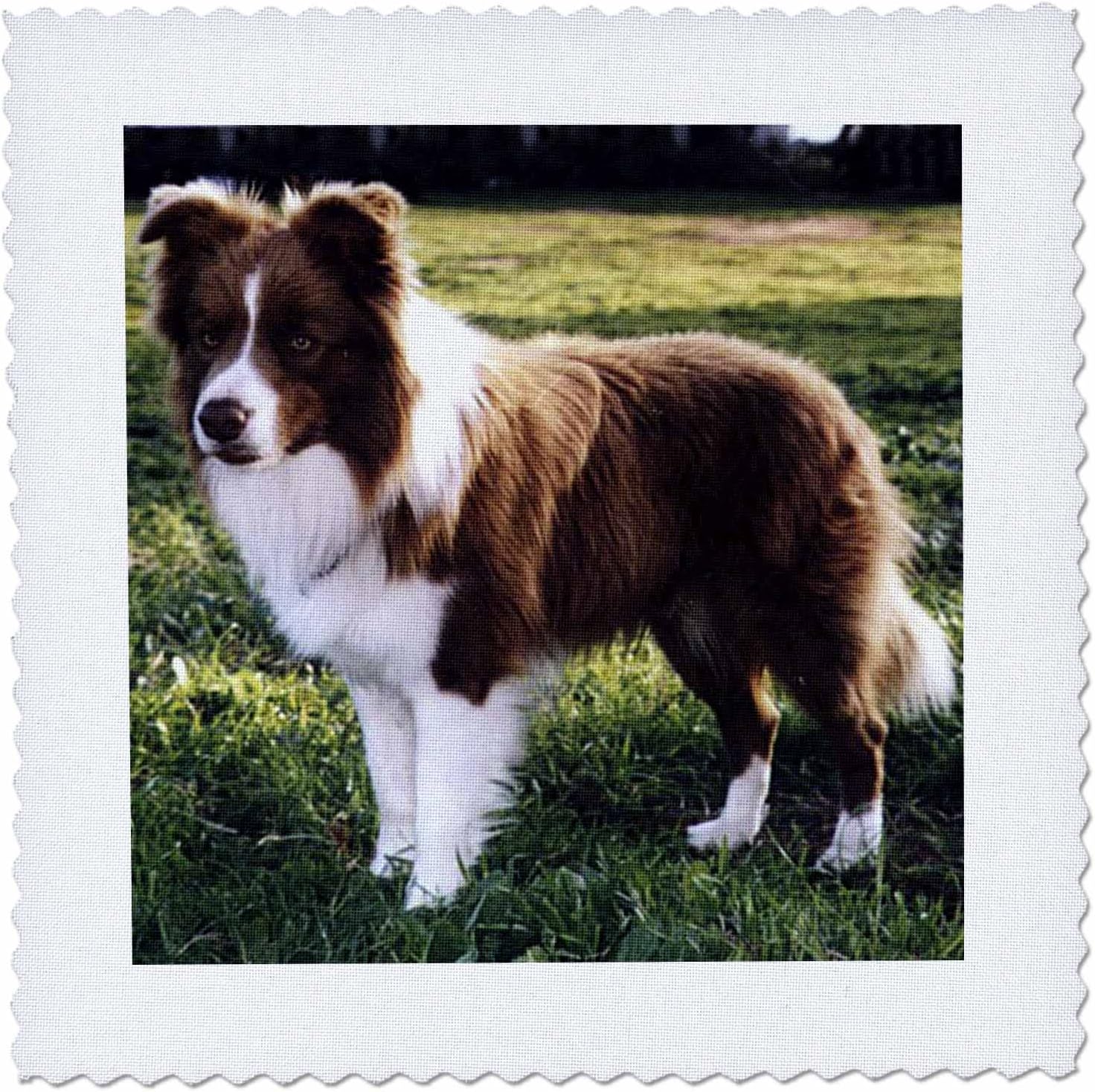 Amazon Com 3drose Qs 1262 1 Border Collie Tan And White Quilt Square 10 By 10 Inch