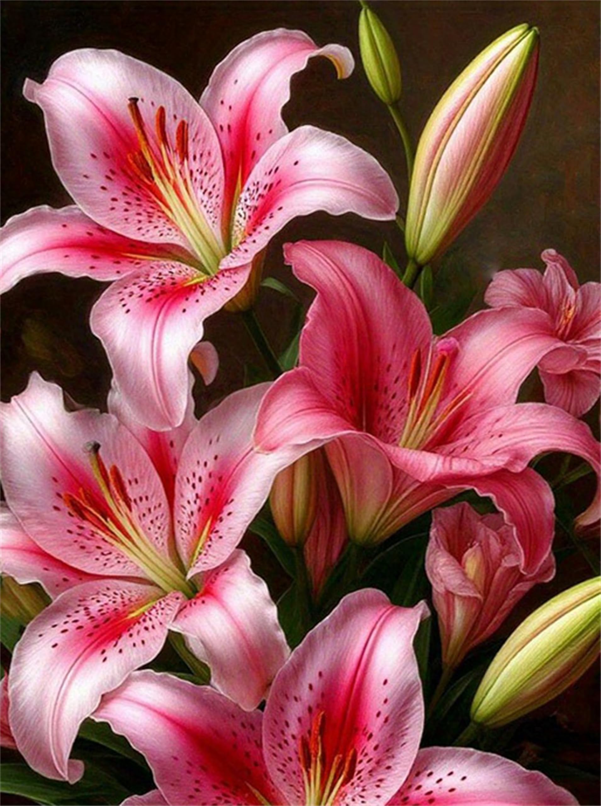 DIY Paint by Numbers for Adults Lily,Painting by Number Kits on Canvas Flower,Color by Numbers for Beginner,Gifts Decor for Home Wall Room (Red Flower)