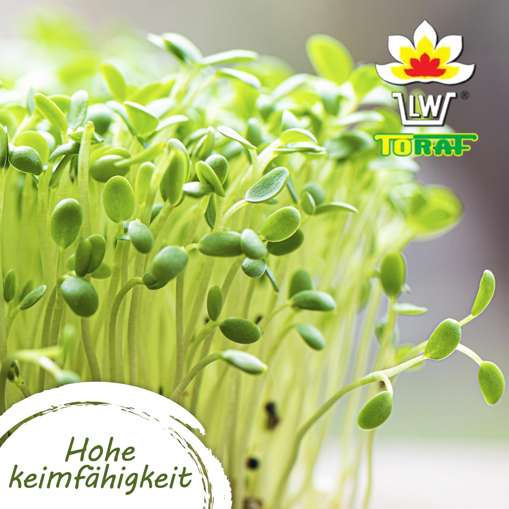 Gemüse Samen Set 55 Premium Sorten Gemüse, Saatgut für Gewächshaus, Garten, Balkon, Küche, Hochbeet, Wassermelone, Kürbis, Zucchini, Kürbisgewächse, Anzuchtset Samen Gemüse Pflanzen