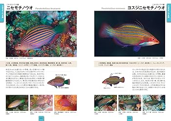 ネイチャーウォッチングガイドブック　スズメダイ Amazon.co.jp: スズメダイ (ネイチャーウォッチングガイドブック