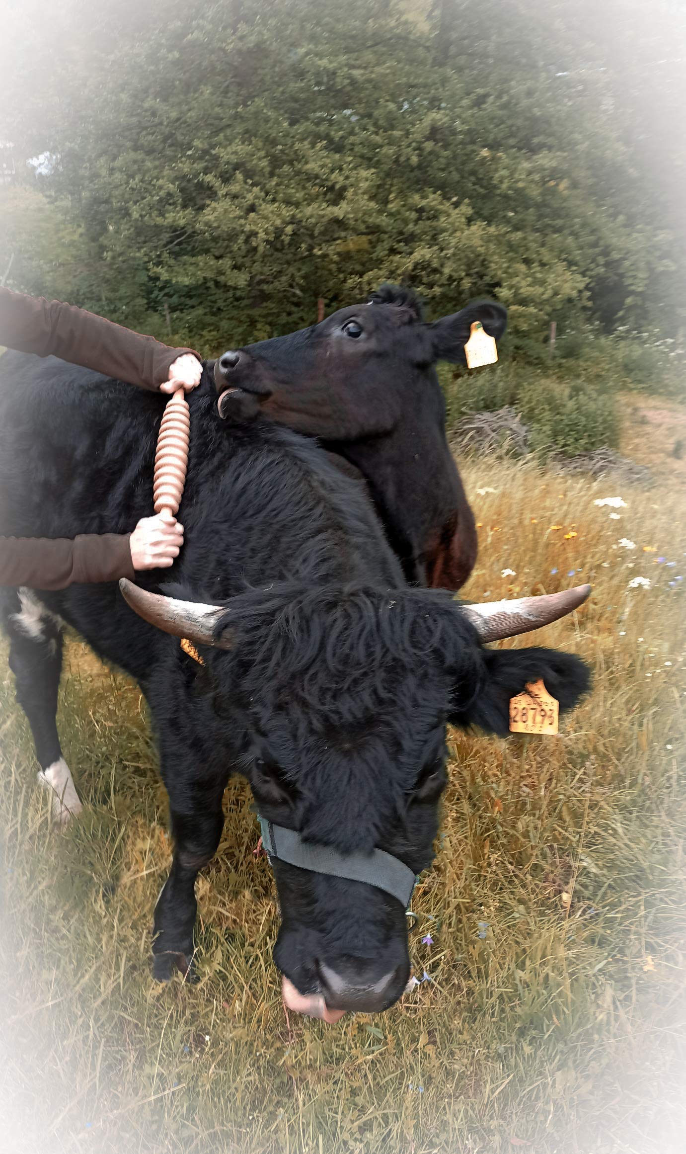 LaziRoll® 4d - Faszienrolle Pferd/Hund/Mensch mit Lavendelduft (groß gerillt)