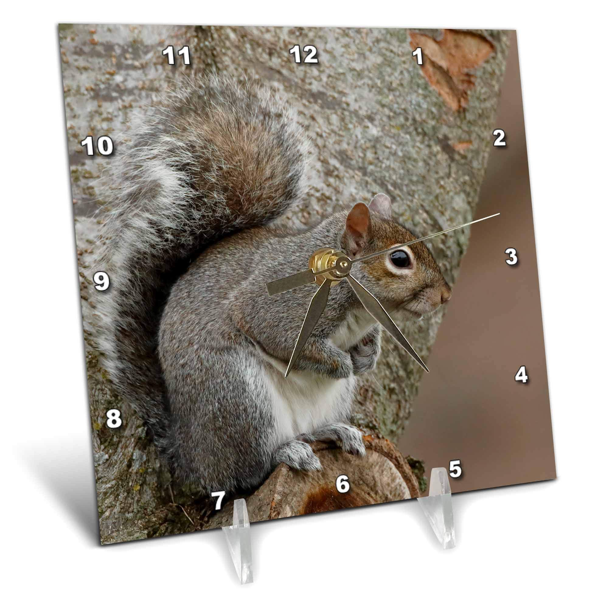 3dRose - Grey Squirrel. - Desk Clock - (dc-345312-1)