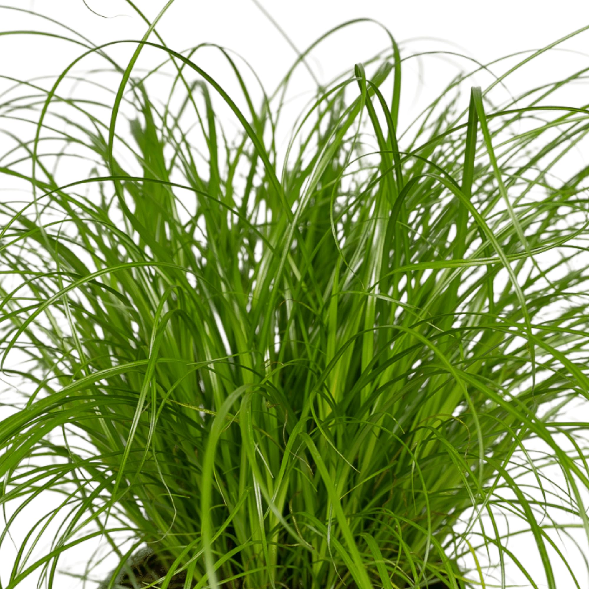 Erba Gatta Cyperus Alternifolius, per Gatti, Verde, Set da 2, Ø12cm