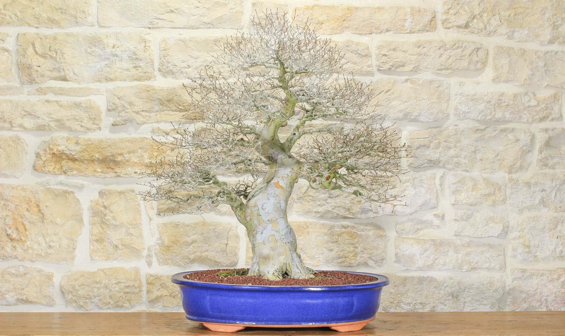Bonsai di Zelkova Parvifolia (80)