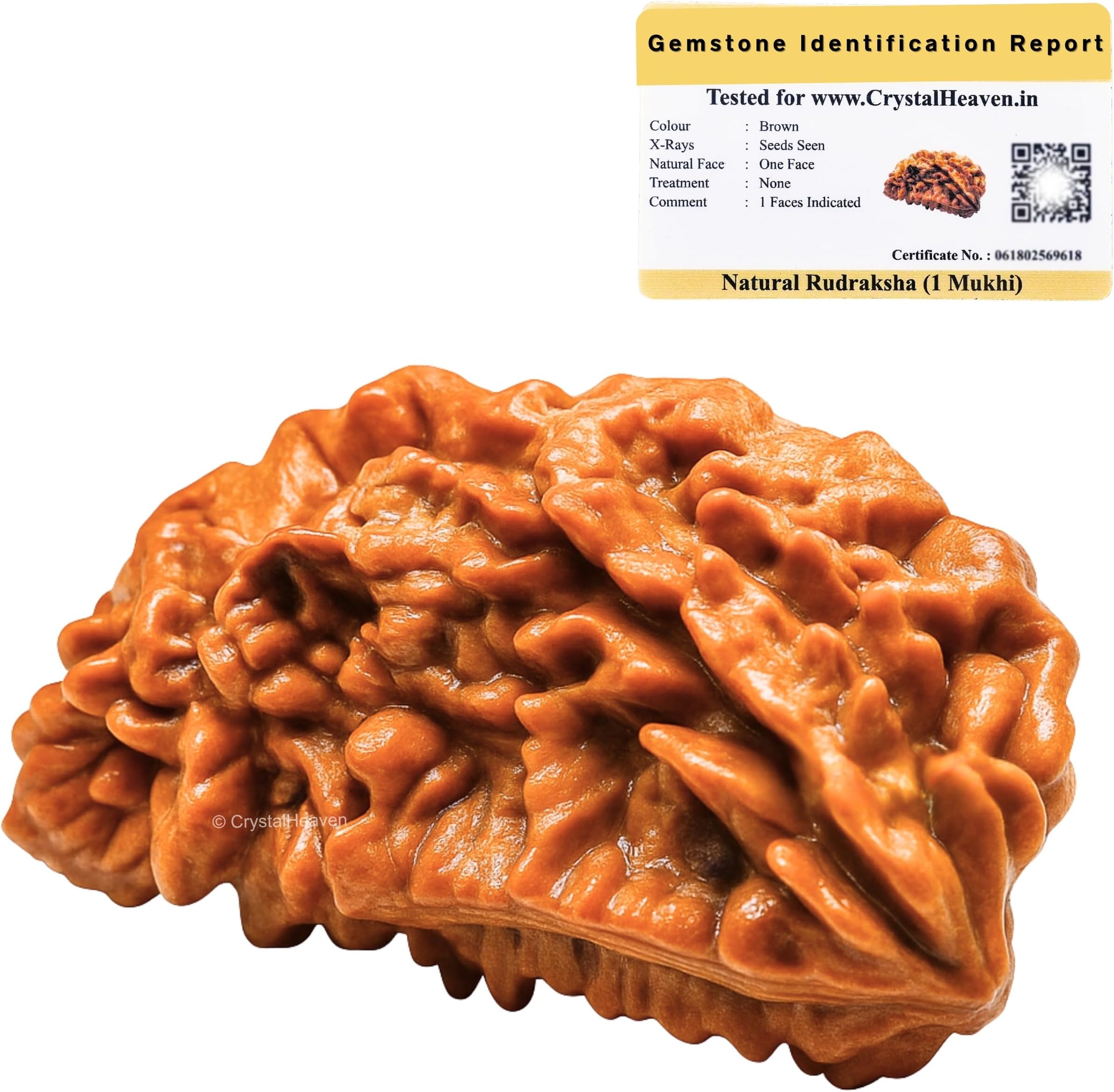 Crystal Heaven 1 Mukhi Rudraksha Original Certified Bead - Natural Nepali 1 M...