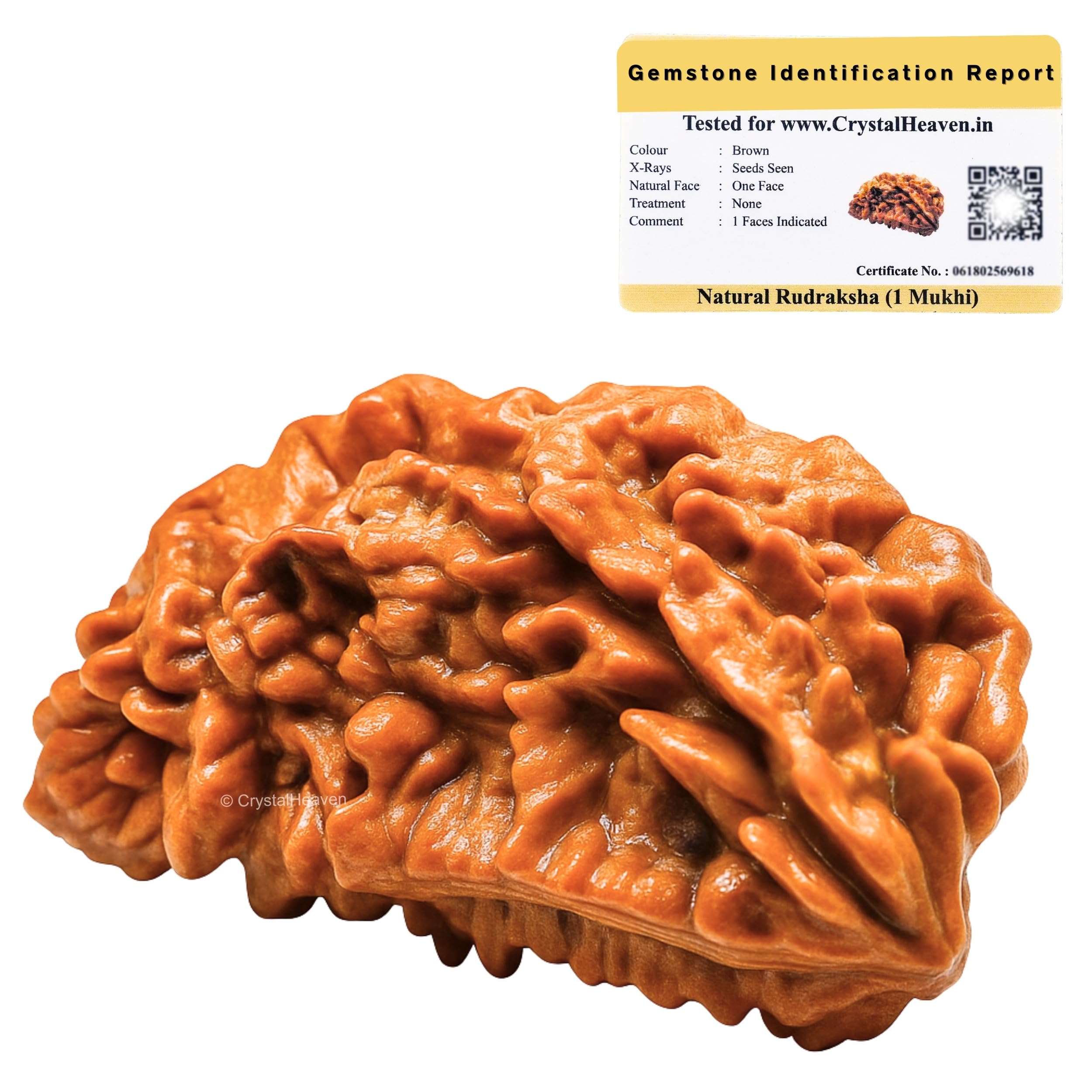 Crystal Heaven 1 Mukhi Rudraksha Original Certified Bead - Natural Nepali 1 Mukhi Rudraks For Meditation And Prayer, Protection, Chakra Balancing, Spiritual Growth And Diy Pooja Supplies