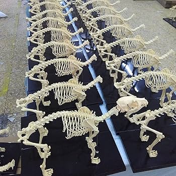 犬　骨格標本　美品 Amazon.co.jp: haoyunjianjiak犬の骨格標本のモデル動物の解剖学