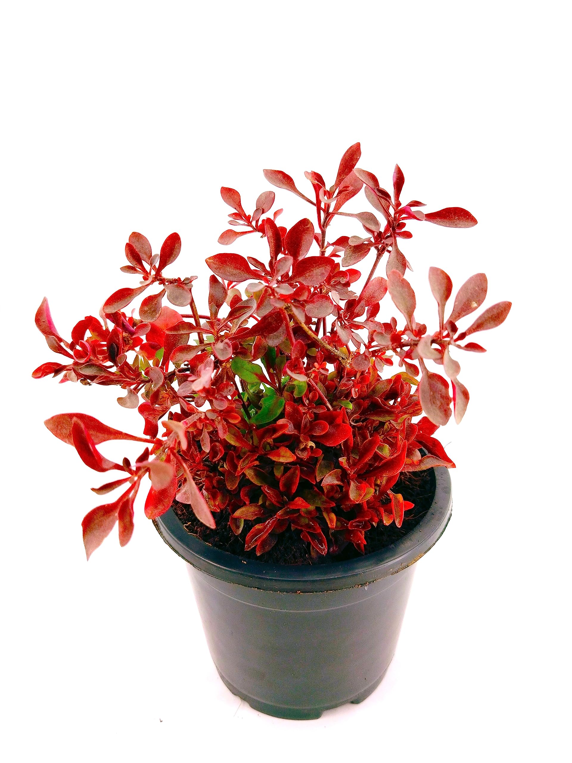 Seedtrees Alternanthera Variegated Plant Alternanthera Ficoidea Variegated Plant Hanging Plant (Alternanthera Red Plant) (B0C9C4CLC6) Amazon Price History, Amazon Price Tracker