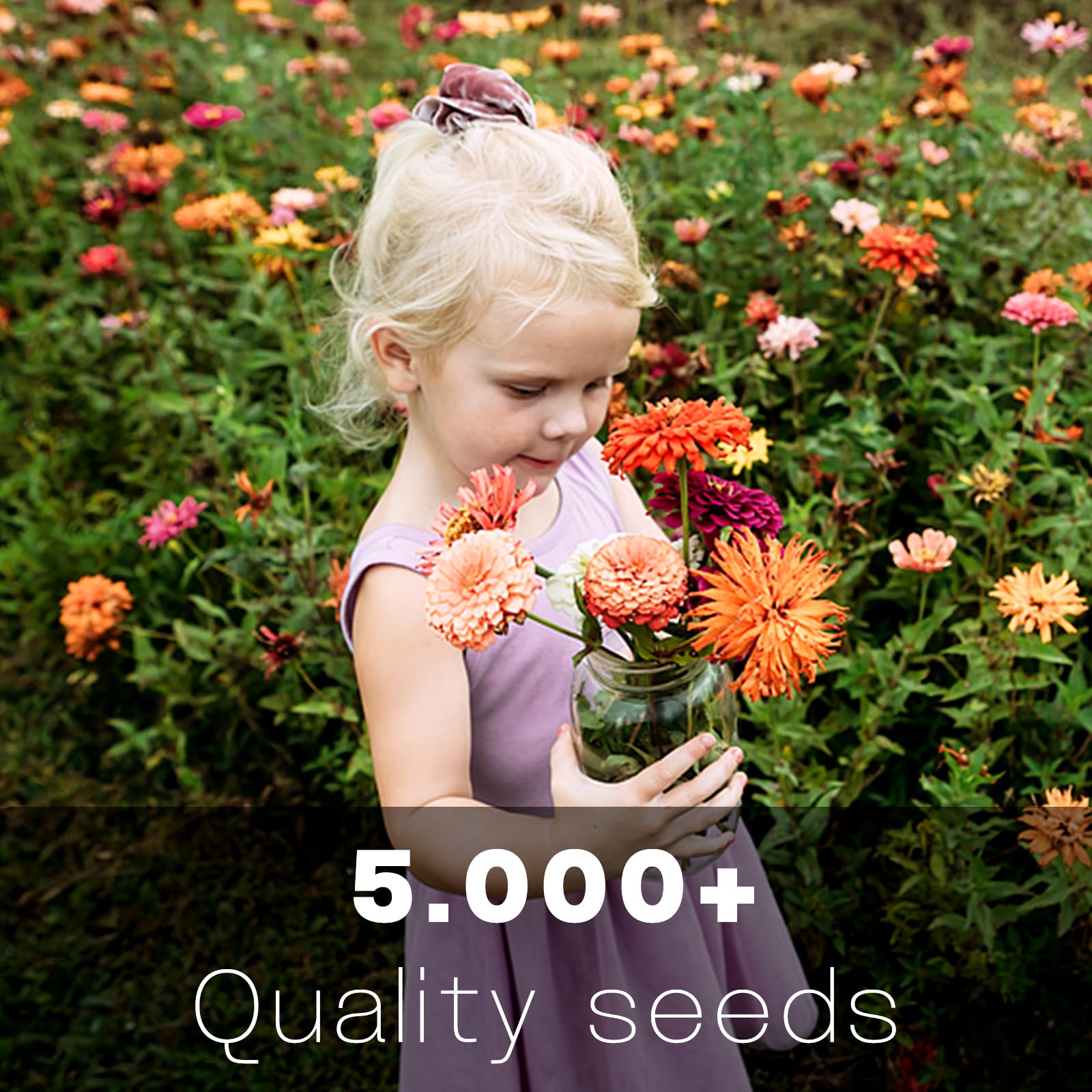 Zinnia Seeds Bulk 5,000+ | Flor de exterior para plantar | Semillas gigantes de zinnia para 2025 | Colores mezclados y flores grandes para jardines | Alta germinación, aptas para principiantes 2
