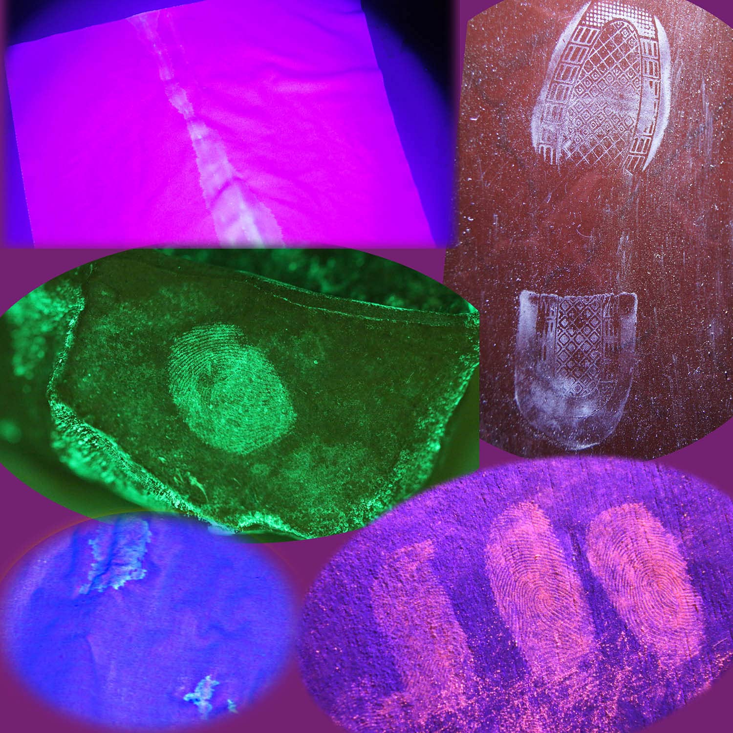 Fuente de luz LED forense 4 longitudes de onda, Investigación de la escena del crimen, Herramienta de policía, Semen UV profesional/huellas dactilares/fluidos biológicos, Linterna recargable