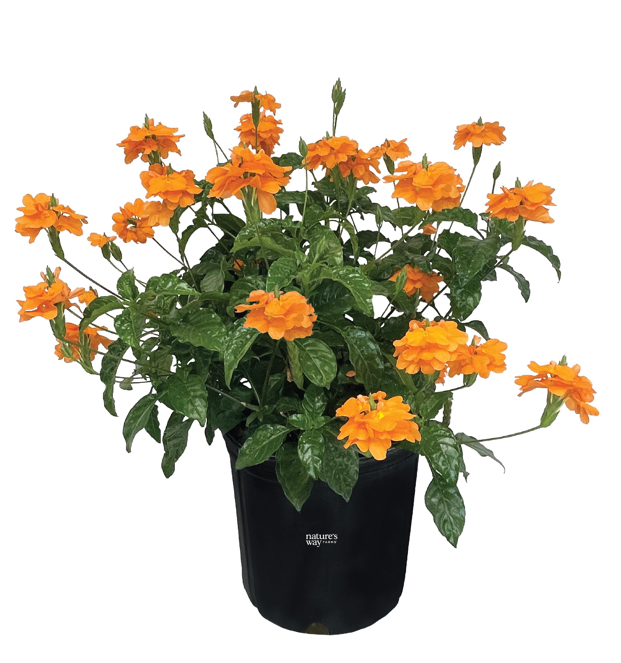 Amazon.com : Nature's Way Farms Crossandra Orange Live Plant (25
