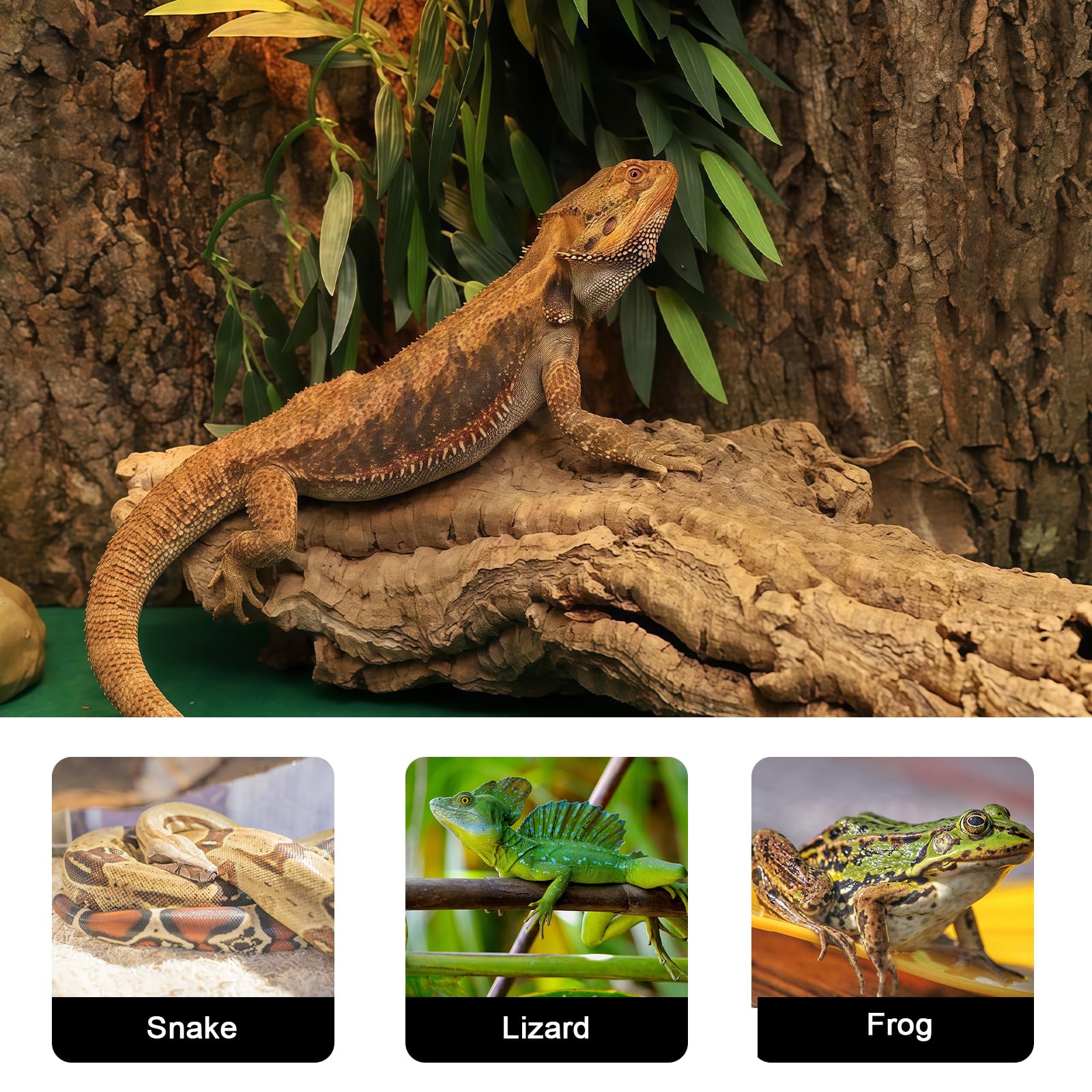 GOMETY 3 piezas corteza de corcho para terrario 30x20 cm, paredes traseras naturales aspecto corteza de árbol, decoración de pared para reptiles, lagartos, geckos, tortugas, serpientes y dragones