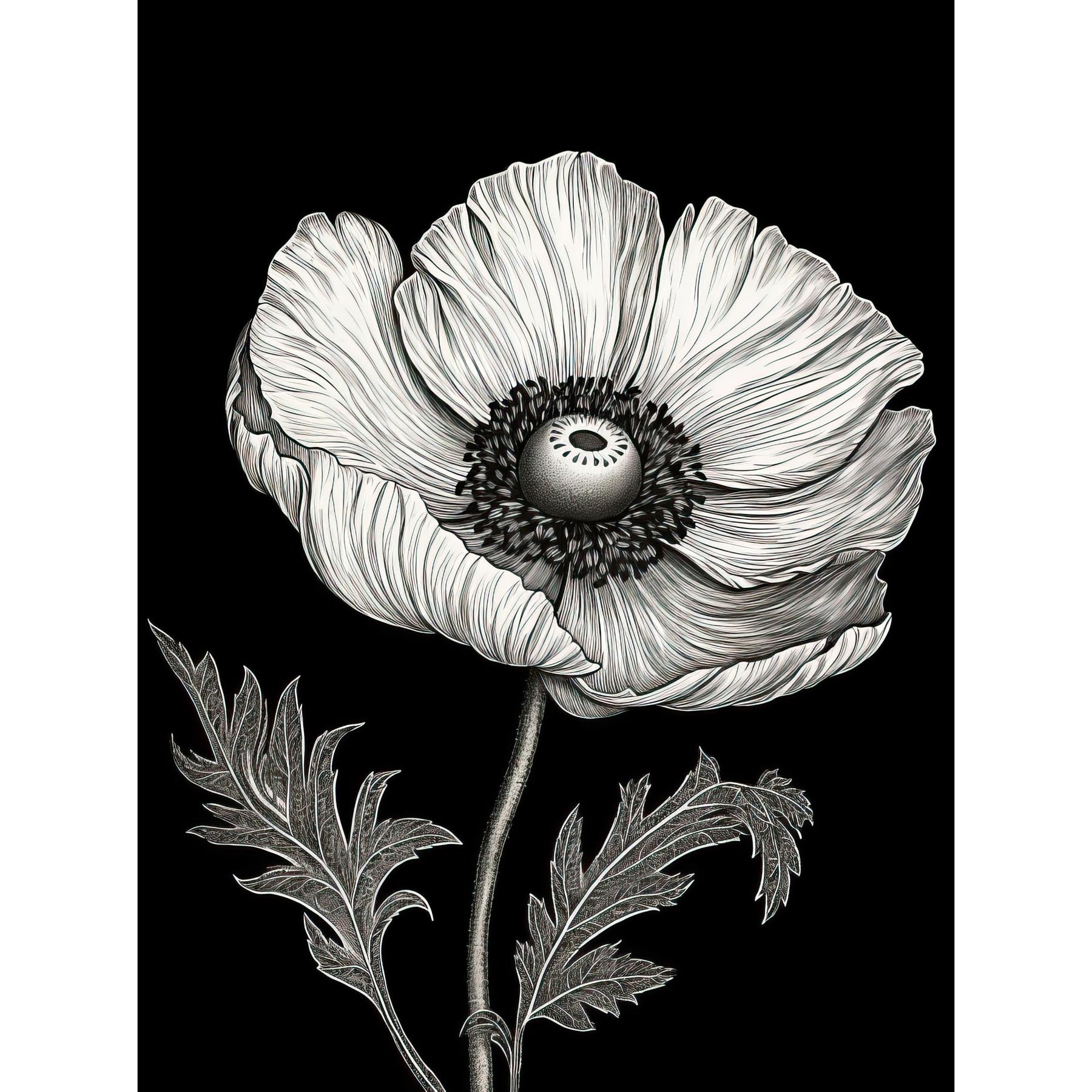 Amazon.com: Artery8 White on Black Single Detailed Anemone Flower