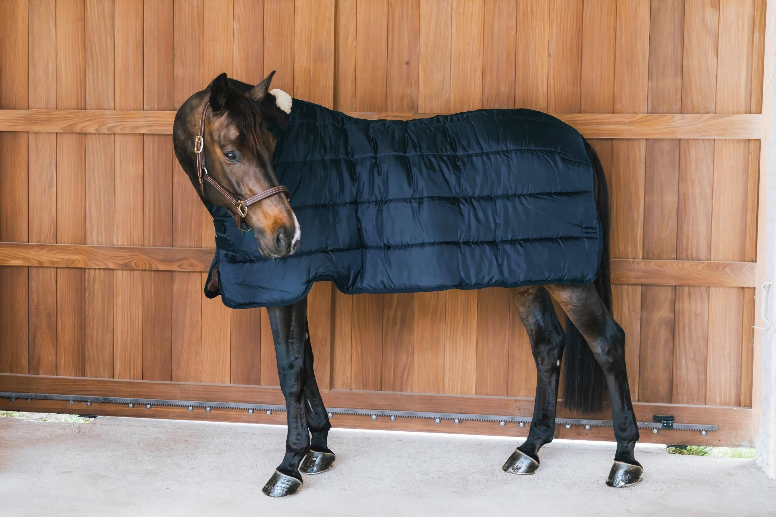 Couverture Kentucky 155 pour protéger le cheval au paddock en hiver - 6
