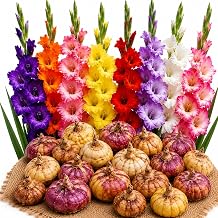 150 Mixed Gladiolus Bulbs for Planting | Premium Large Flowering Summer Blooming Corms | Rainbow Color Blend | Easy to Grow Cut Flowers for Gardens, Borders & Landscapes | CZ Grain