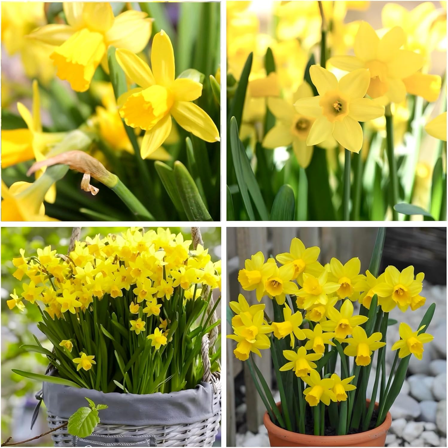 Daffodil Bulbs 'Tete A Tete' 50 Dwarf Miniature Narcissus Daffodil