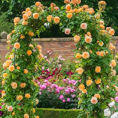 Miniatura 5 de 140 semillas de rosa rosa trepadoras mixtas para plantar, semillas de flores de arbusto de rosas sin OMG, flores raras que atraen a los