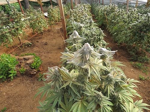 Miniatura 3 de Npk Mighty de 7 galones (Mi Etiqueta)