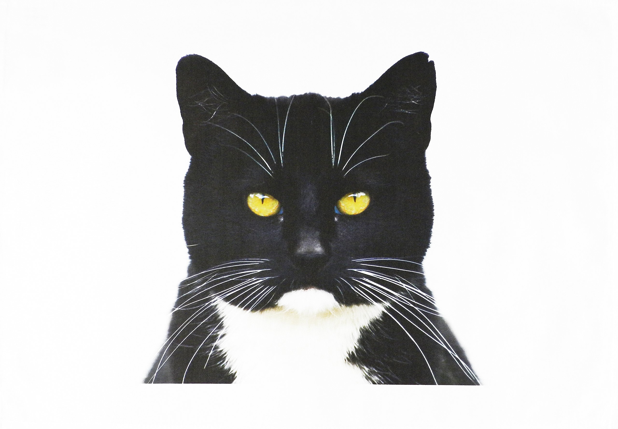 Half a Donkey The Black and White Cat Large Cotton Tea Towel