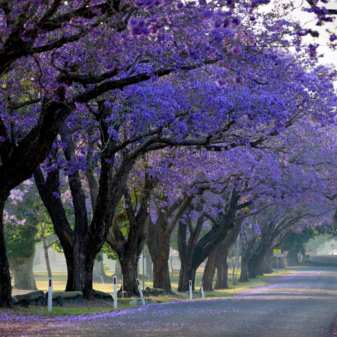 M-Tech Gardens Hybrid Purple Jacaranda Tree Seeds (20 Seeds Pack) (B0CYGZNZZ7) Amazon Price History, Amazon Price Tracker