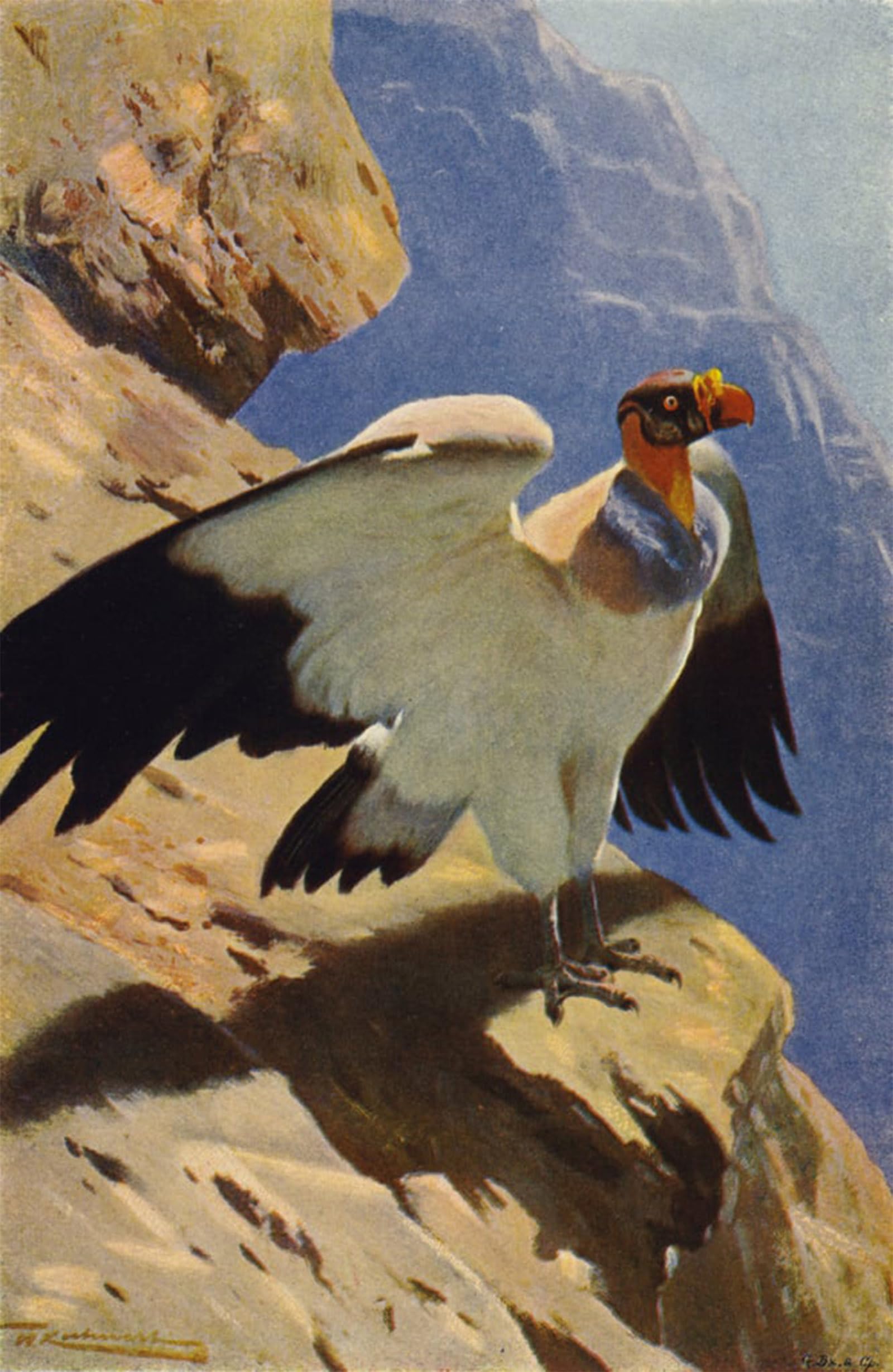 ARTXLXXBN Famous Prints Artwork Pictures Poster Painting Art King Vulture by After Wilhelm Kuhnert Artwork Landscape Pictures for Home Decor 60x90cm