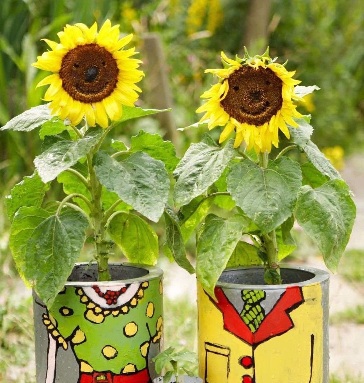 Sunflower Dwarf Sunspot 25 seeds Fit in pot Non GMO CombSH J41