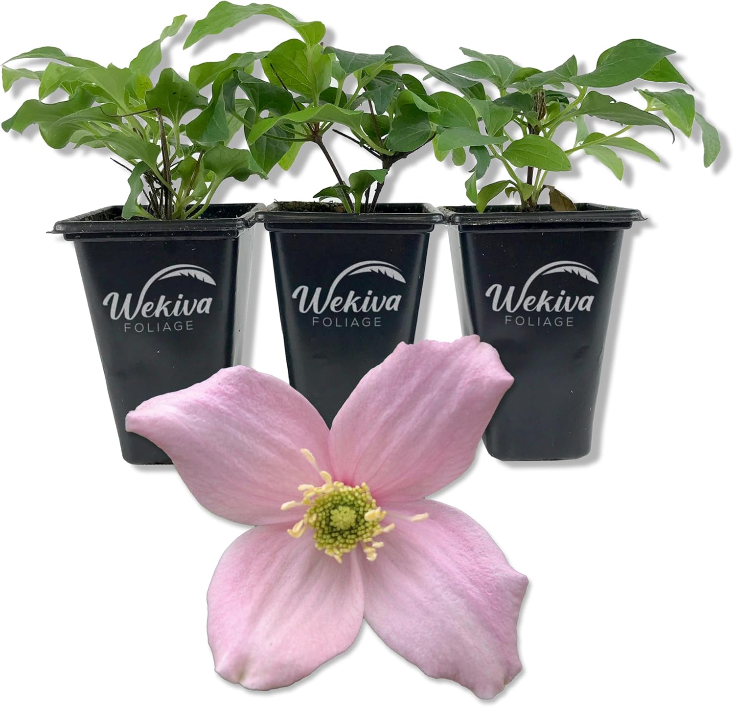 Clematis Montana Mayleen - 2 Live Starter Plants in 2 Inch Growers Pots - Starter Plants Ready for The Garden - Rare Clematis for Collectors