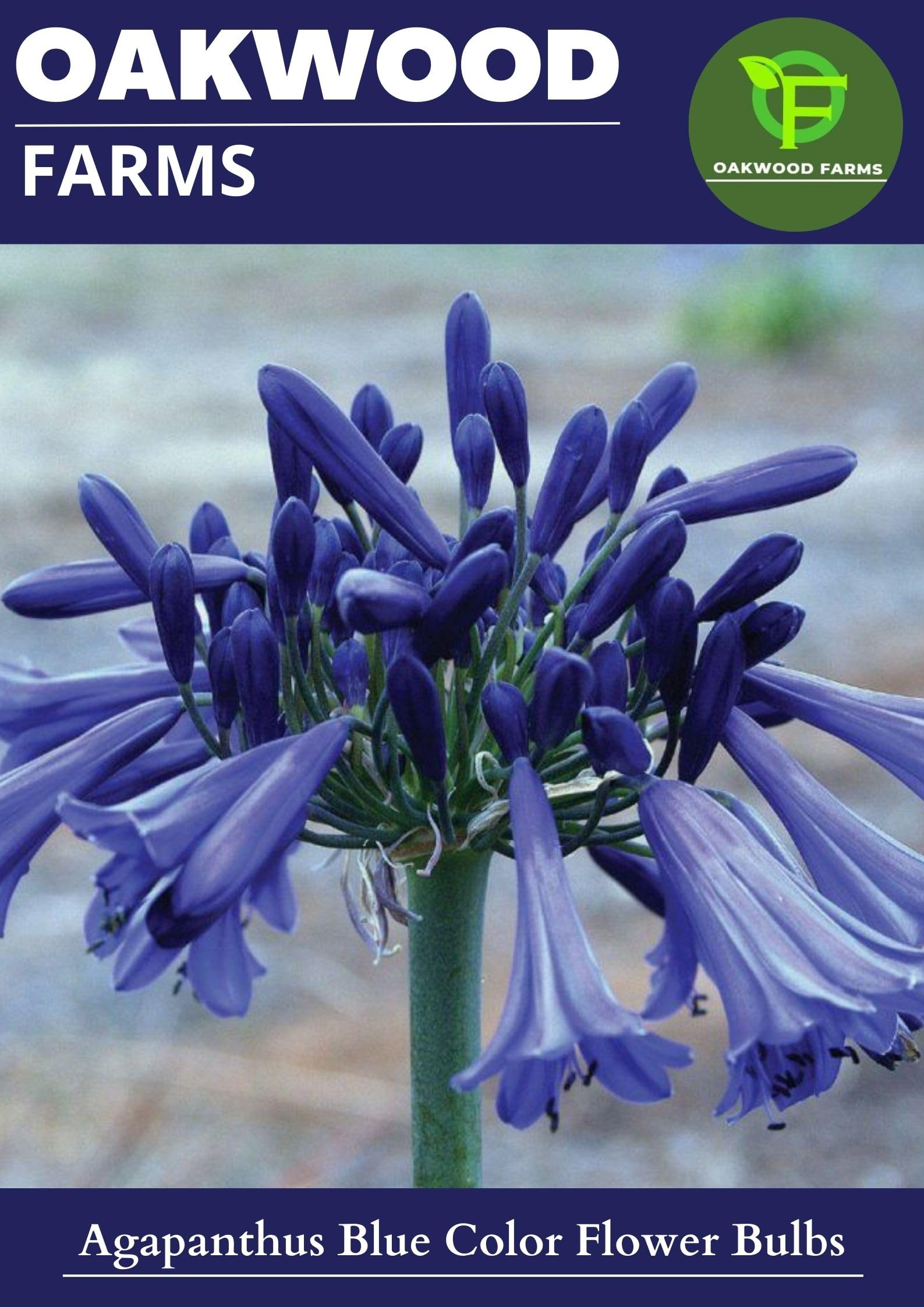 Imported Agapanthus Blue Color Flower Bulbs For Gardening (Pack Of 6 Bulbs)-image-37