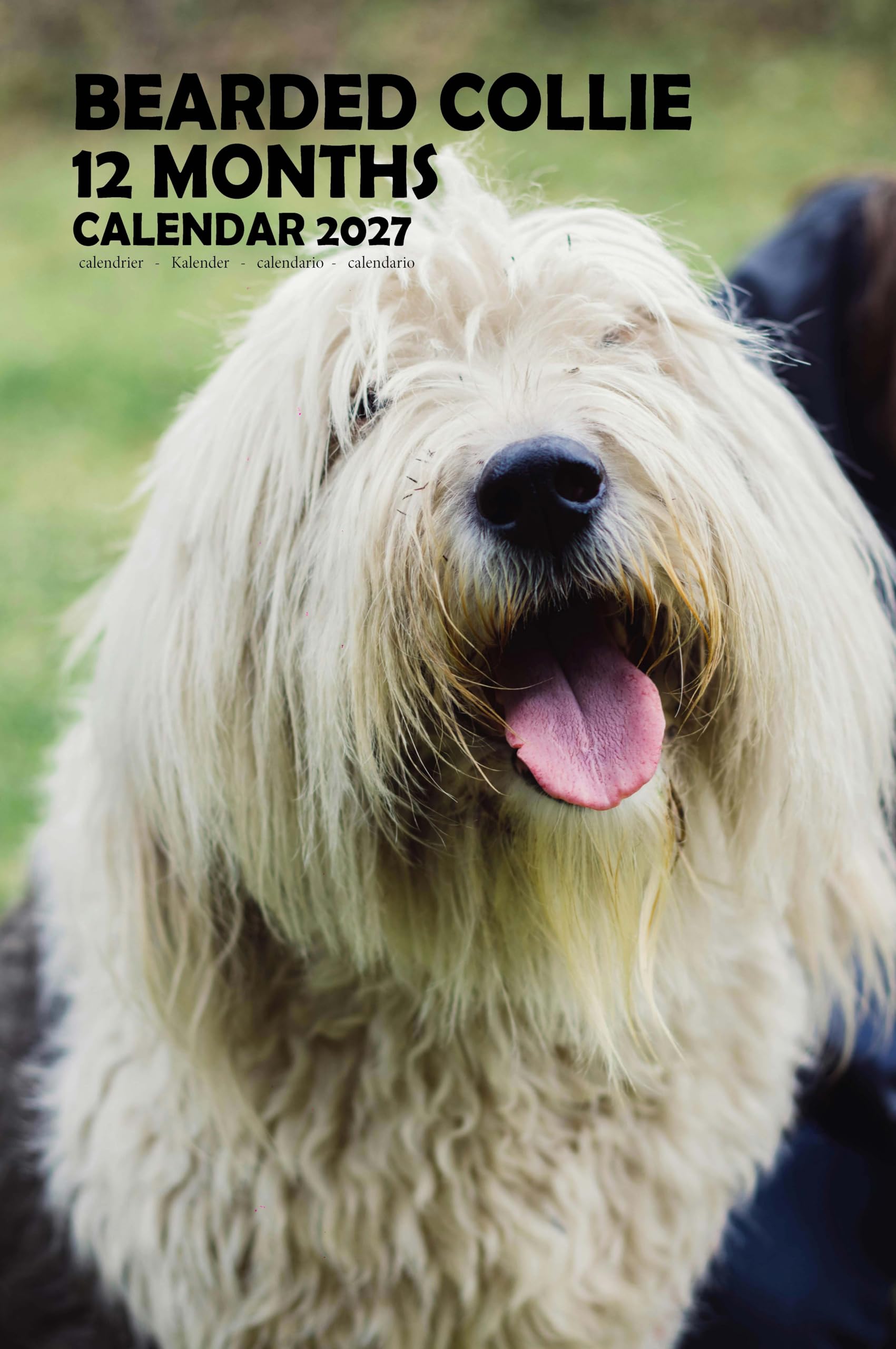 Calendario 2027 de perro Collie barbudo A3 el regalo ideal de pared 3