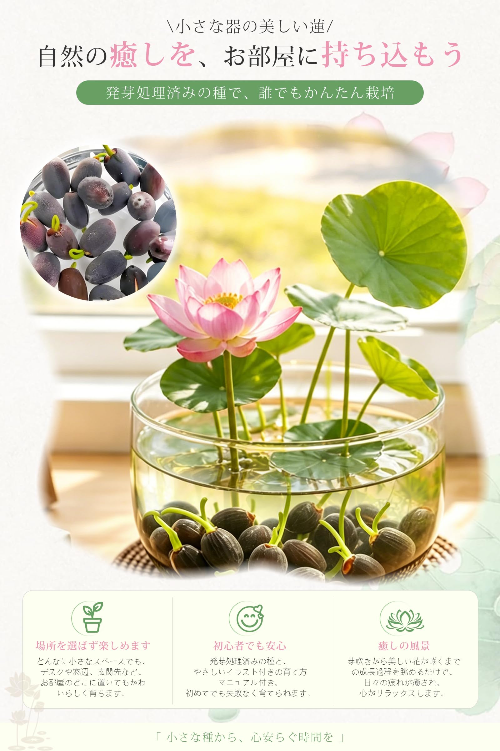 4種類の蓮の花のセット( つくものご注文です。) Amazon.co.jp: [TAIGU]茶碗蓮の種 10粒＋予備2粒 睡蓮 ハスの種 睡蓮種