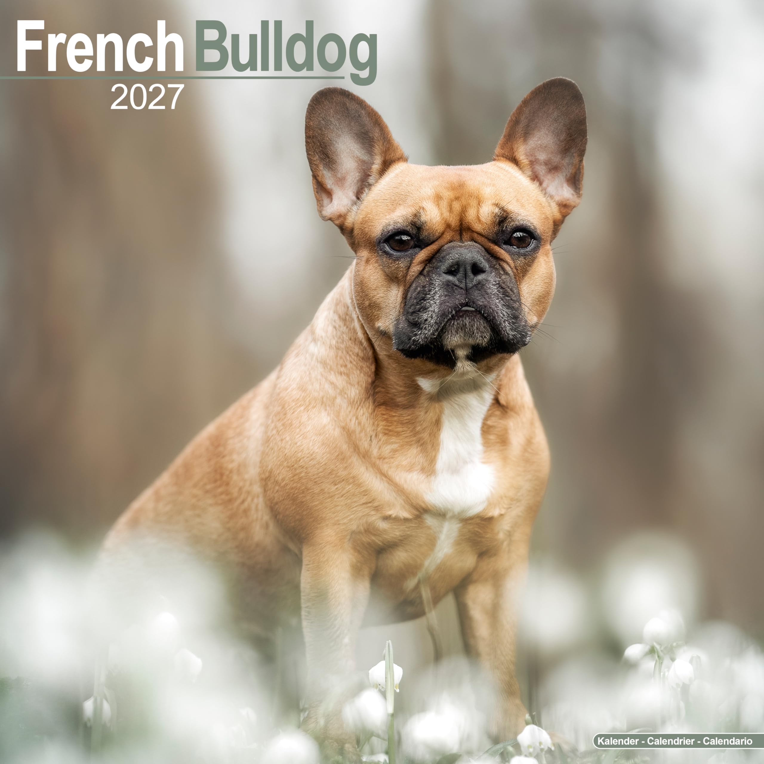 French Bulldog 2027 Calendar | Square Wall Calendar | Dog Breed Gift | Plastic Free Packaging | by Avonside Publishing