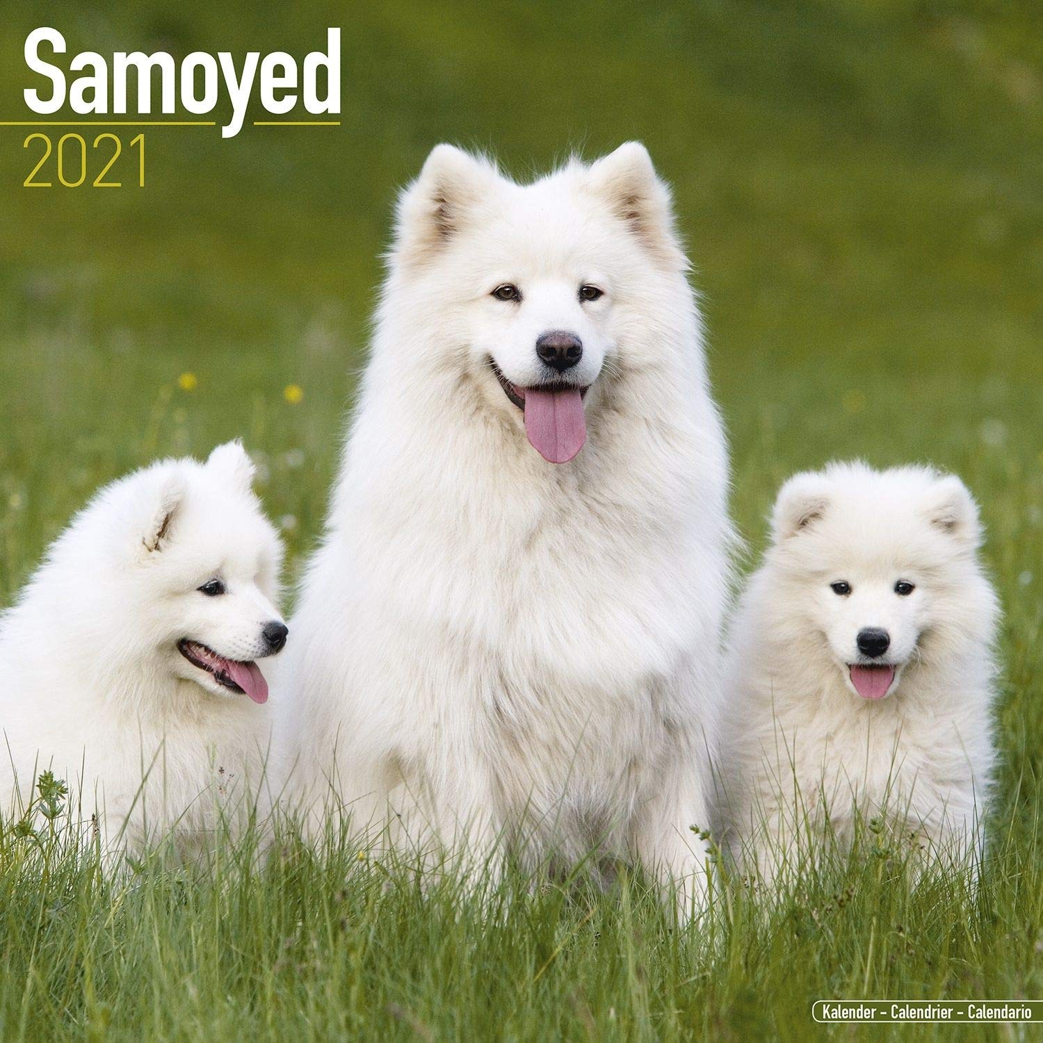 Samoyed Calendar Dog Breed Calendars 2020 2021 Wall Calendars 16