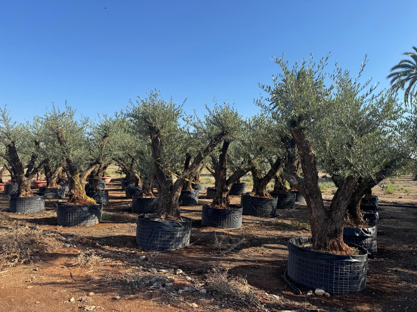 Sunny Tree - Olea Europaea Lechin Olivenbaum Pompon – 80 Jahre alt – 240 cm hoch – Stammumfang 80/100 cm – Premium Qualität – Winterhart – Mediterraner Gartenbaum