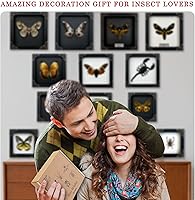 Vista 6 de Espécimen de taxidermia de escarabajo joya enmarcado real con marco negro, insecto muerto, escarabajo seco, coleccionable de amantes de sombras