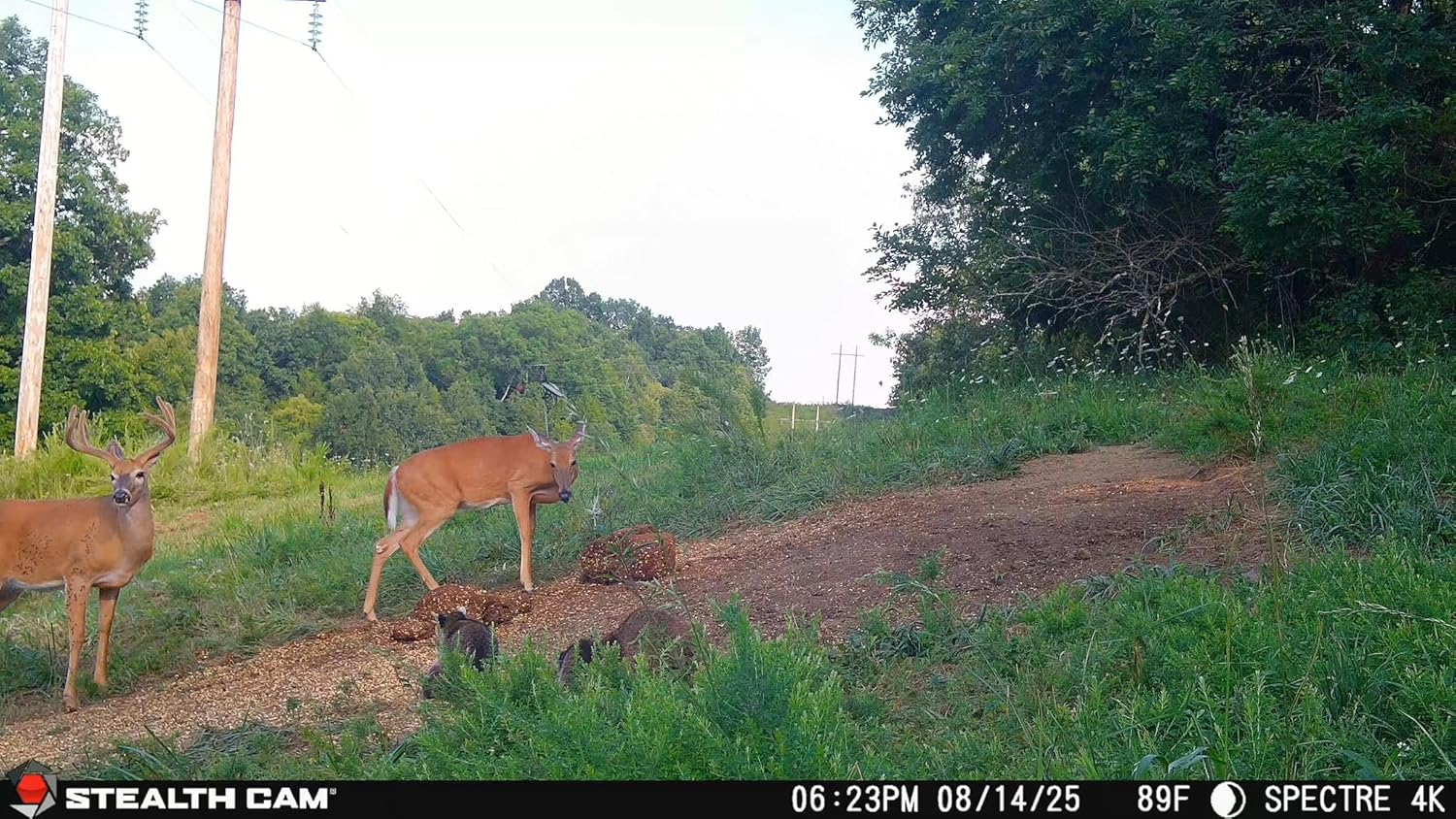 Daytime capture from Stealth Cam Spectre 4K showing deer in a natural habitat.