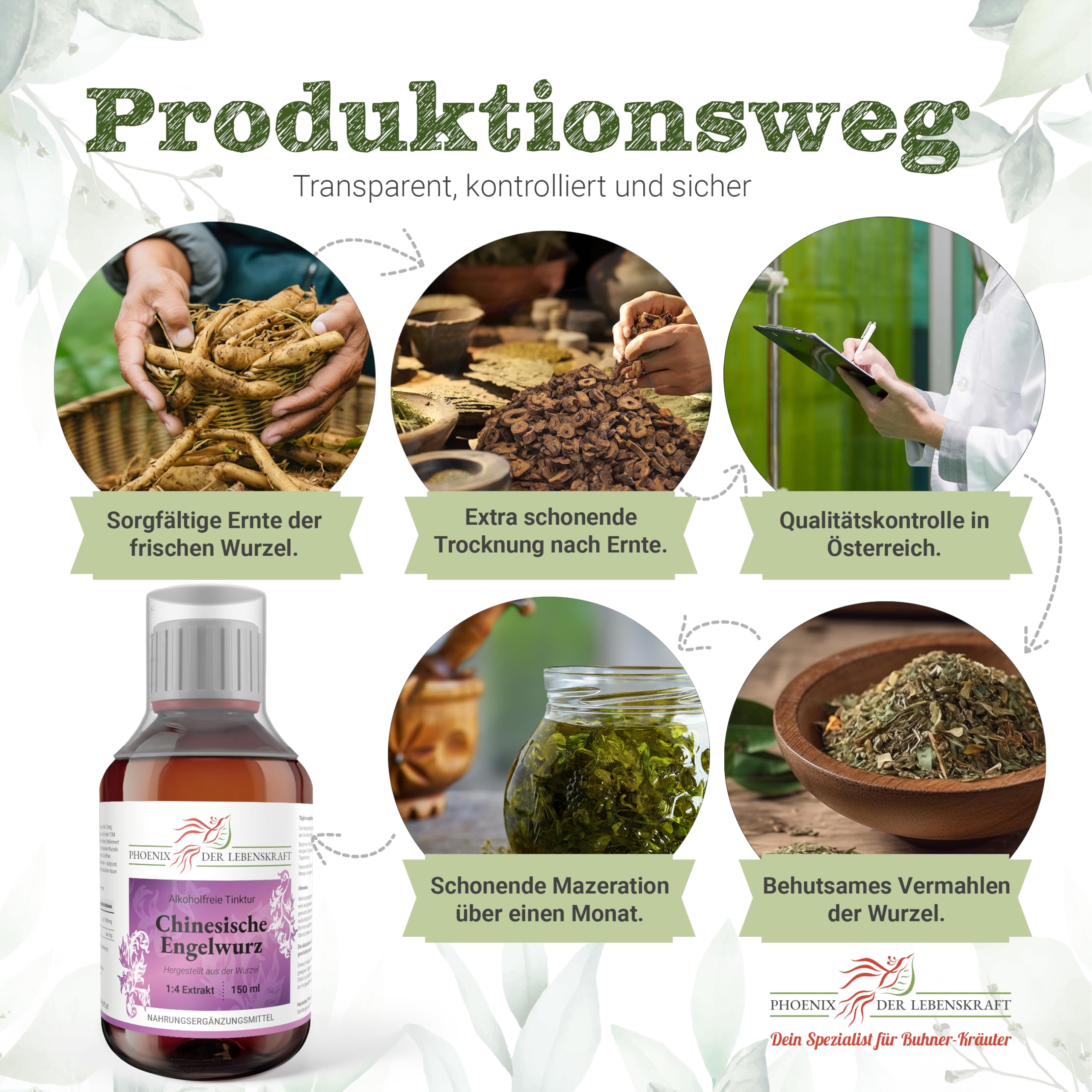 Chinesische-Engelwurz Tinktur (alkoholfrei) 150ml | Angelica sinensis (1:4 Extrakt) | Top Premium Qualität aus Österreich | Veganes Nahrungsergänzungsmittel ohne Zusatzstoffe | Dong Quai